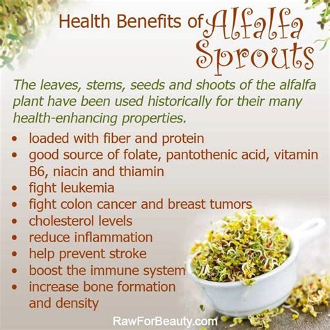 nutritional benefits of alfalfa sprouts